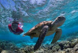 Lady Elliot Island Eco Resort 外观 照片