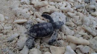 Lady Elliot Island Eco Resort 外观 照片