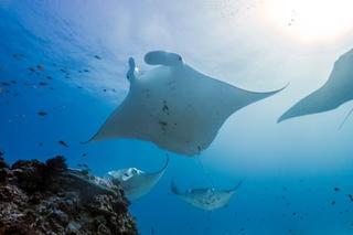Lady Elliot Island Eco Resort 外观 照片