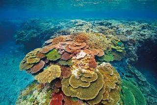 Lady Elliot Island Eco Resort 外观 照片