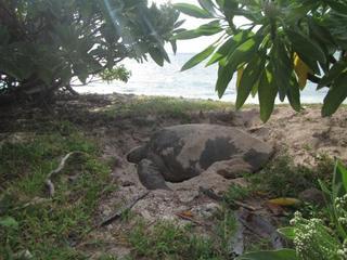 Lady Elliot Island Eco Resort 外观 照片